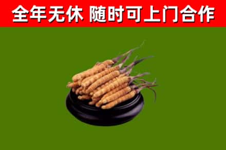 金口河区回收散虫草