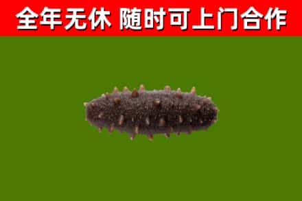 金口河区回收海参干